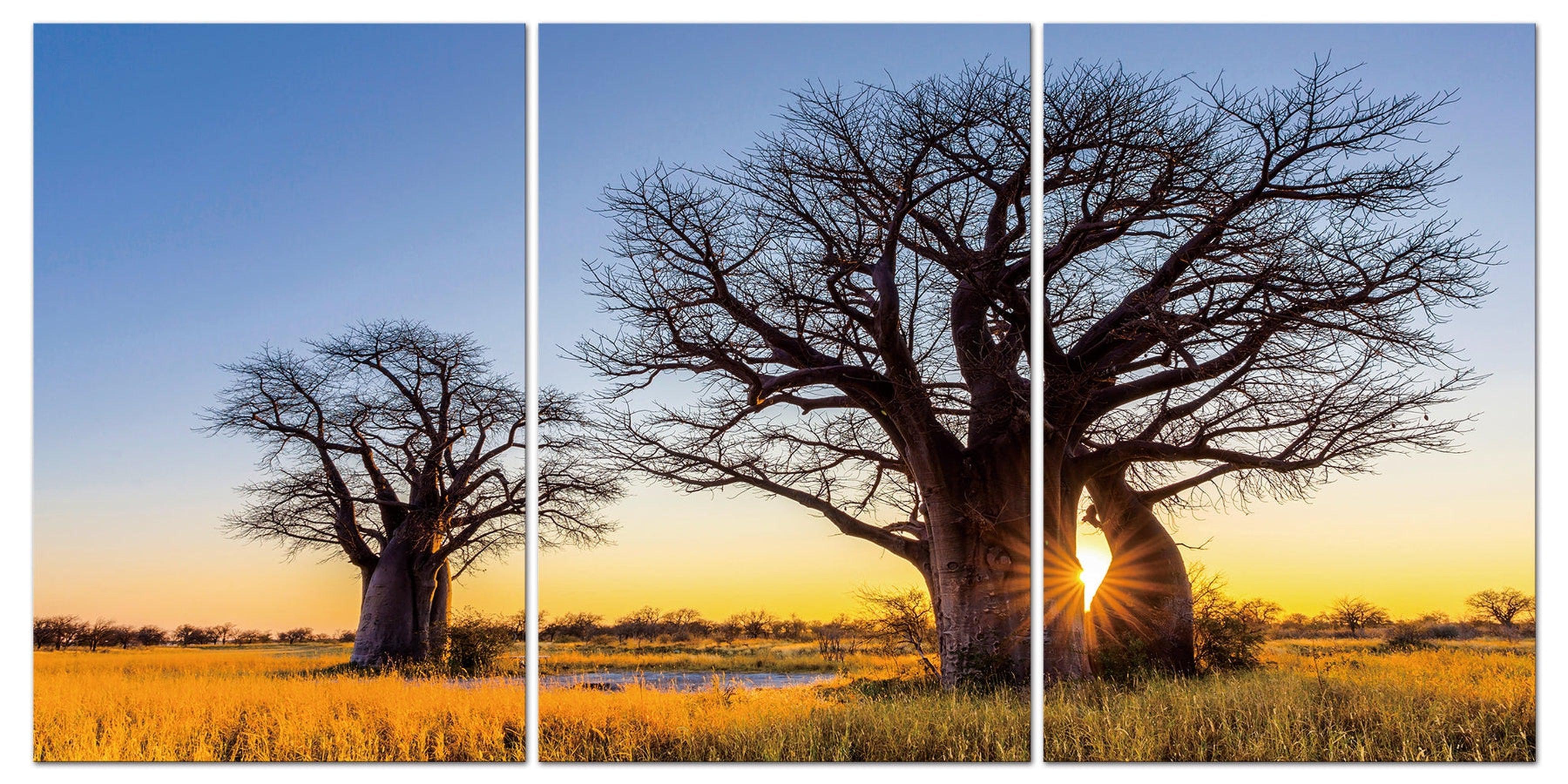 Baobab Trees In A Sunset Plain Wall Art | 70x50 cm