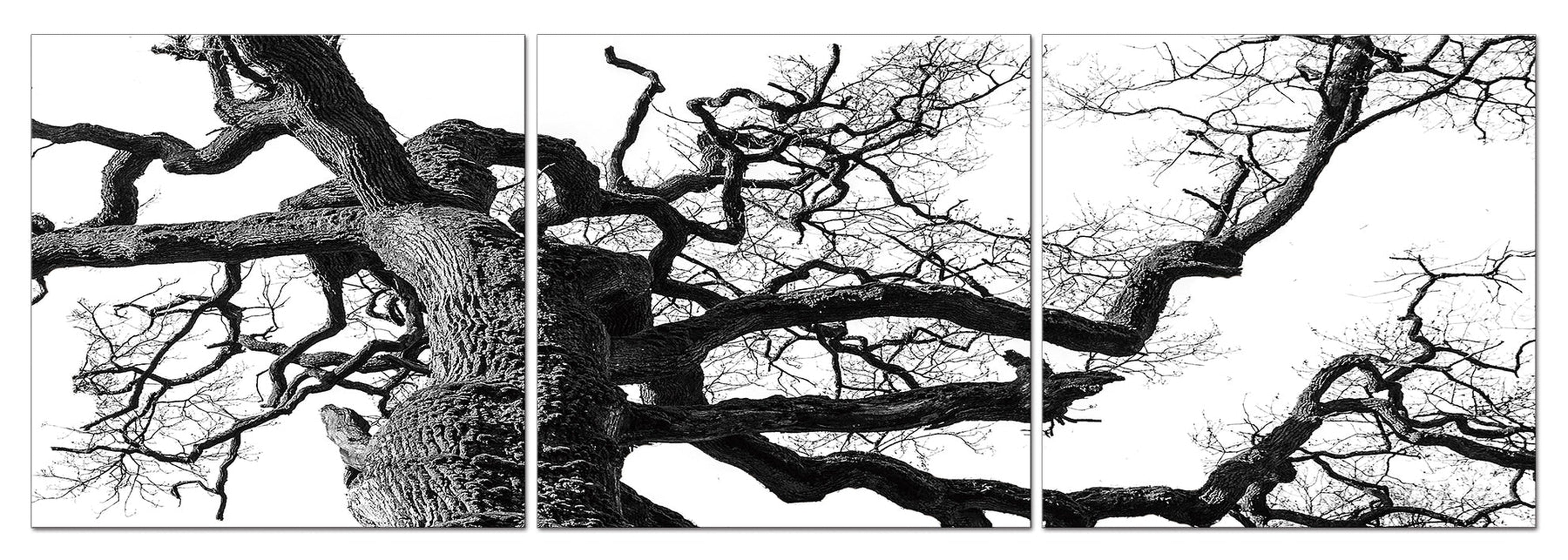 Black & White Ancient Tree Wall Art | 60x60 cm