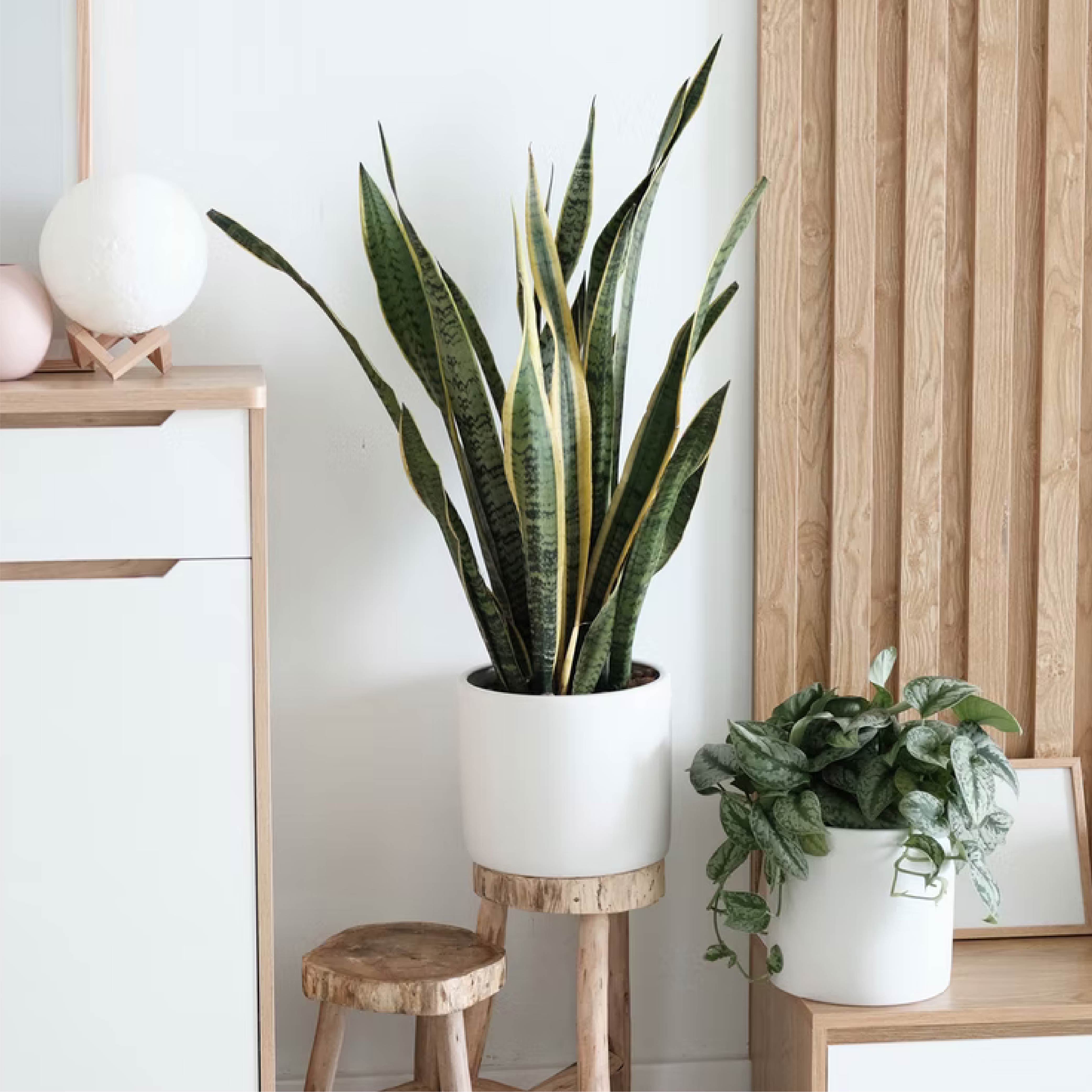 4 Best Houseplants for Decorating Your Home 