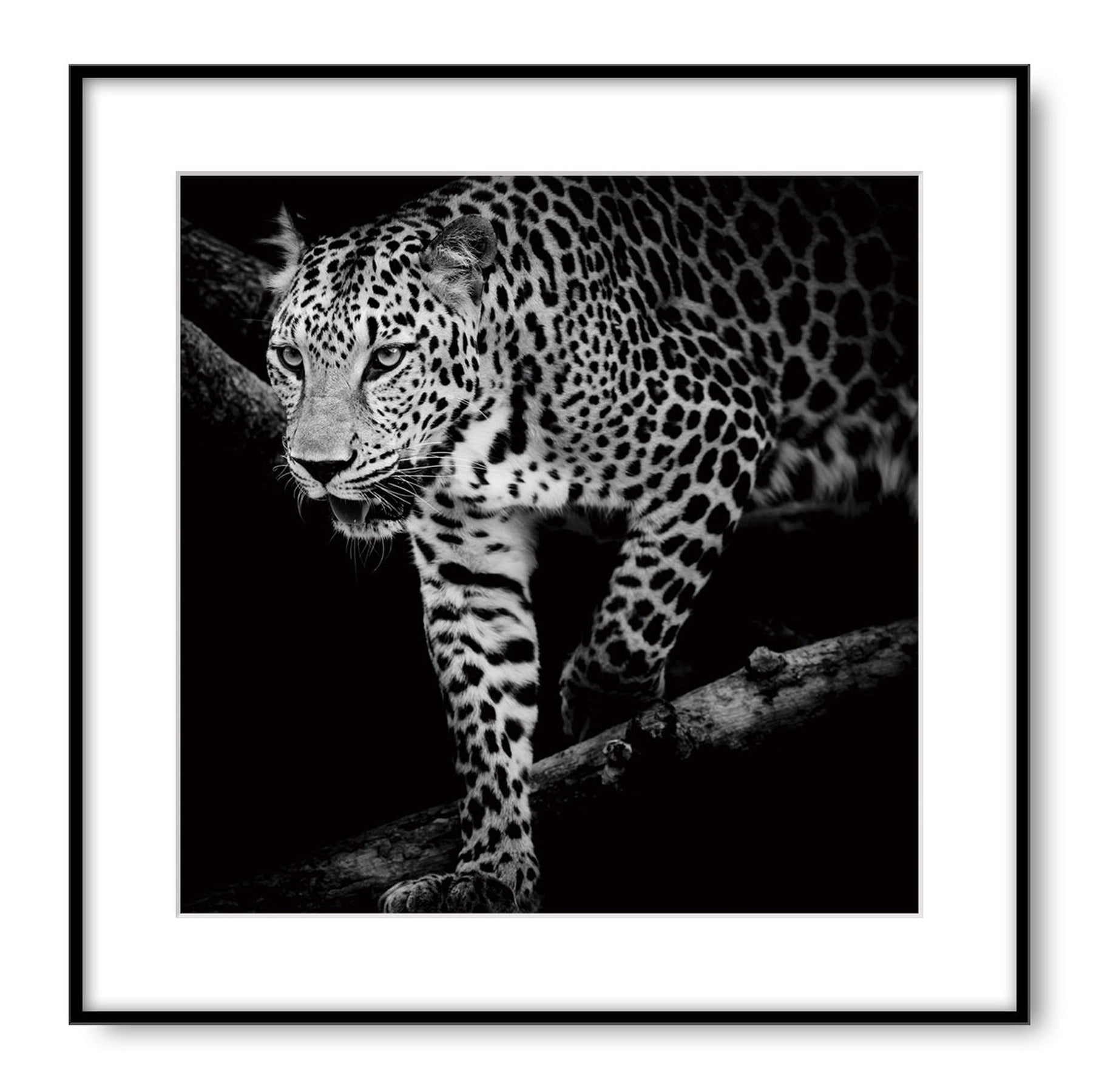 Black & White Jaguar Hunting Wall Art | 60x60 cm