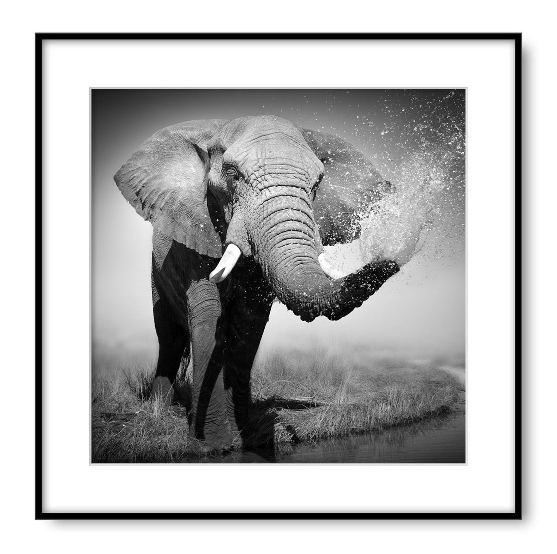 Elephant Bathing Wall Art | 60x60 cm