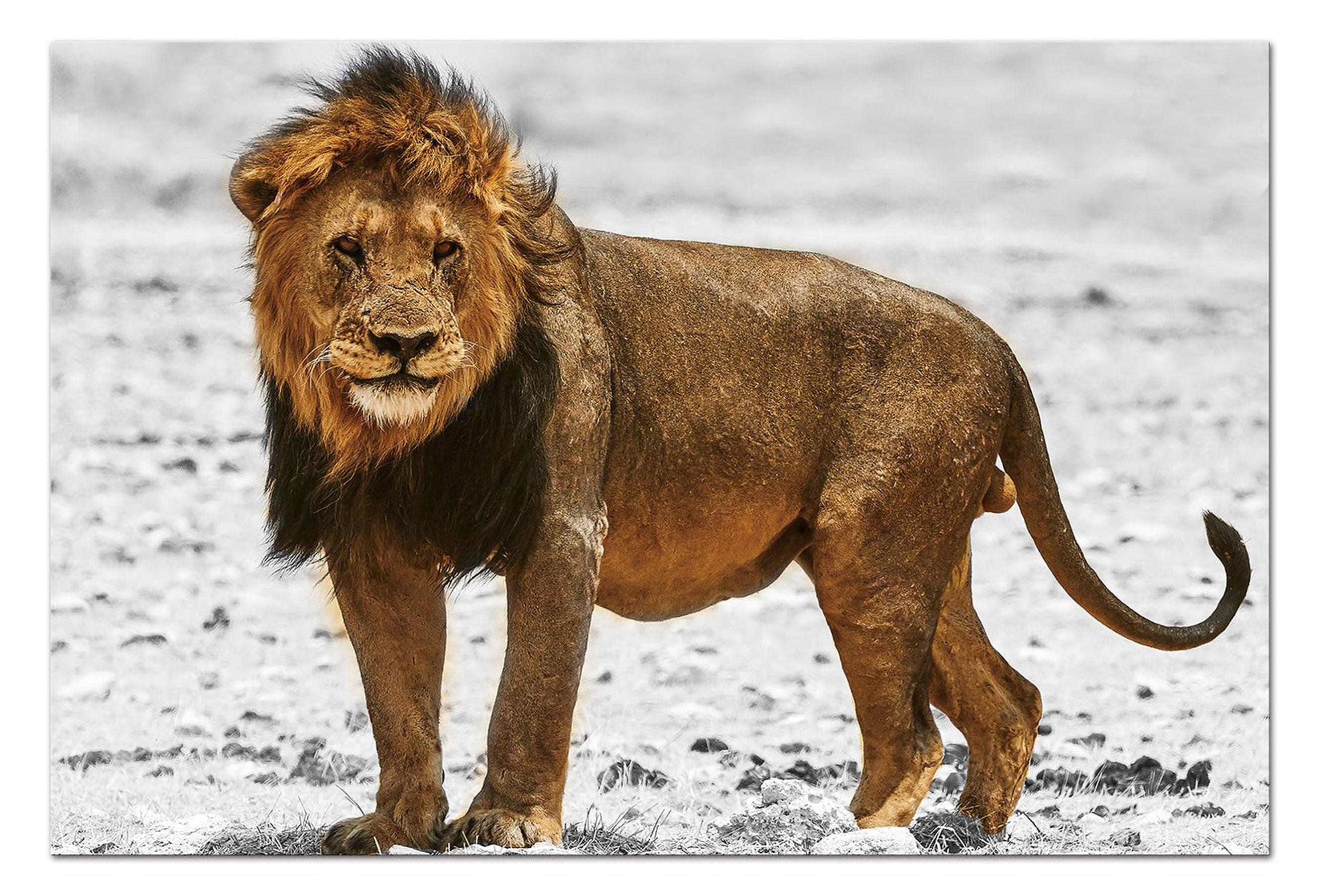 African Lion Hunting Wall Art | 50x70 cm