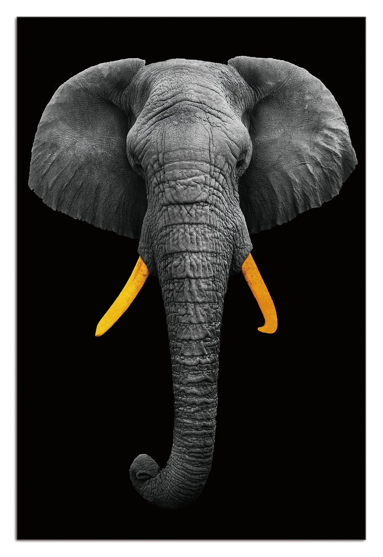 Large Elephant Black & White Gold Horns Wall Art | 70x50cm