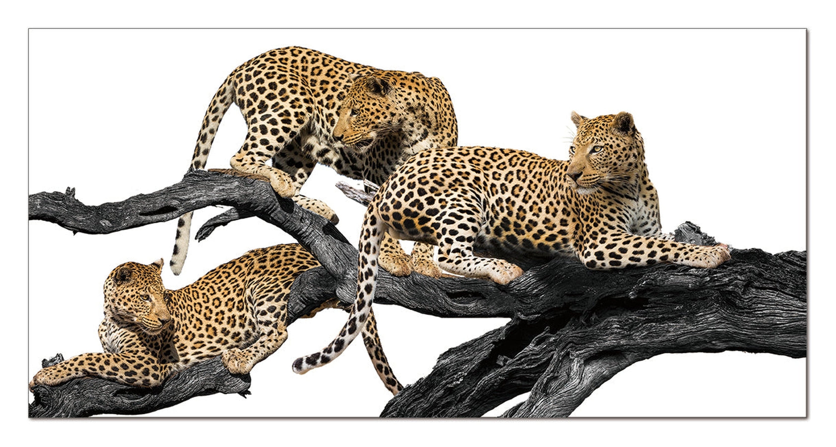 Art mural léopards au repos